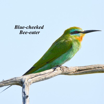 Blue-cheeked Bee-eater